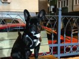 7 Aylık Erkek French Bulldog (Pablo)