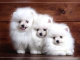 Çok sevimli Pomeranian yavrular