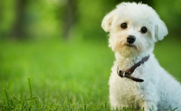 Maltese Terrier Hakkında Bilgiler
